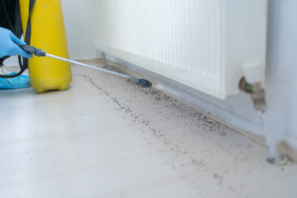 Best Wasp Removal Services  in Maplewood, MN